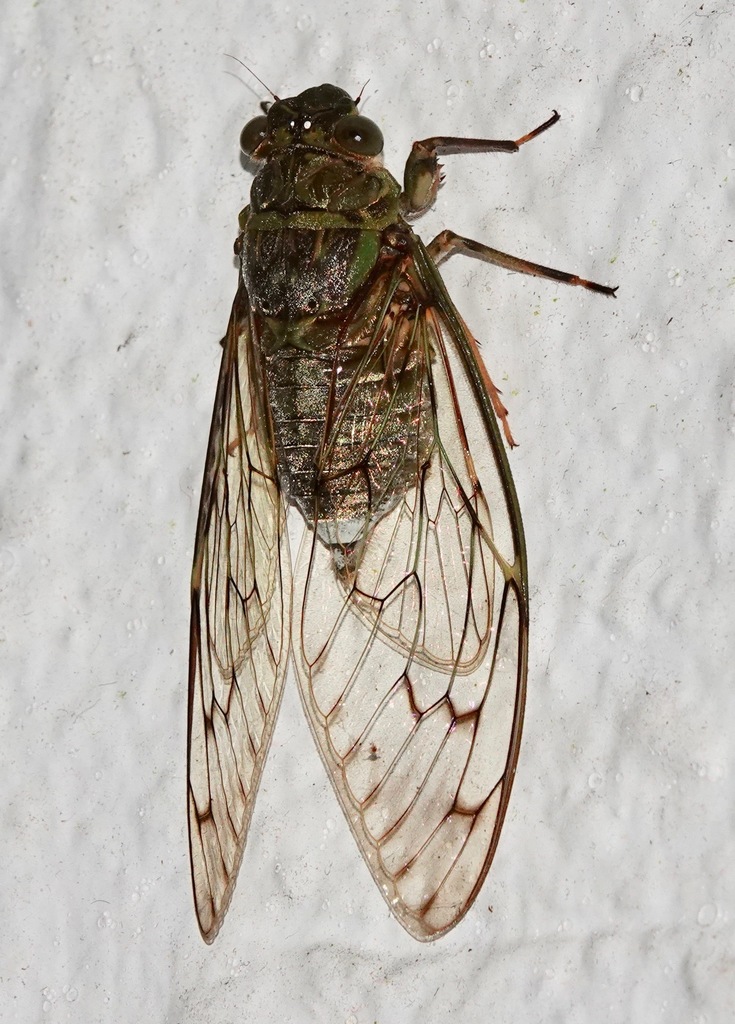 Trombonia langkawiensis