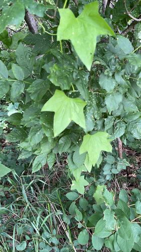prickly cucumber