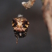 Phoroncidia quadrata - Photo (c) Steven Wallace, algunos derechos reservados (CC BY-NC), subido por Steven Wallace