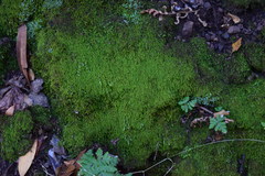 Claopodium whippleanum