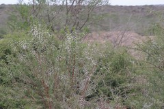 Vachellia karroo