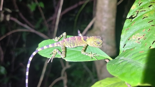 Gonocephalus liogaster