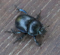 Anoplotrupes stercorosus