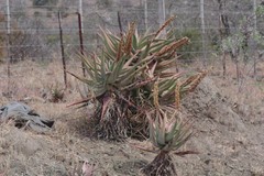 Aloe ferox