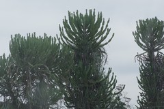 Euphorbia triangularis