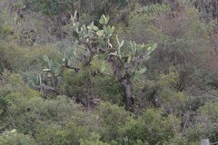 Opuntia ficus-indica