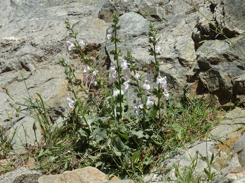 Salvia taraxacifolia, photograph 2