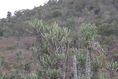 Euphorbia triangularis