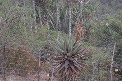 Aloe ferox