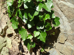 Moroccan Ivy (Hedera maroccana)