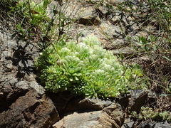 Sempervivum atlanticum
