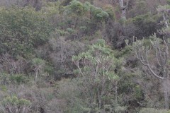 Euphorbia triangularis