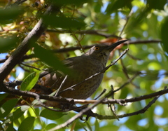 Toxostoma curvirostre