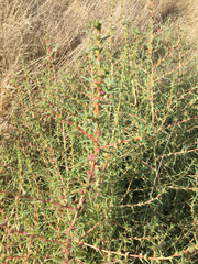 Salsoleae