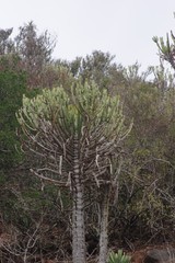 Euphorbia tetragona