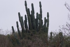 Cereus jamacaru