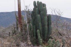 Cereus jamacaru