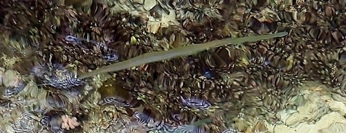 Fistularia commersonii