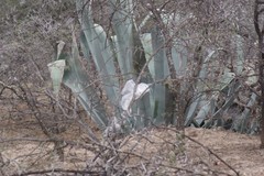 Agave americana