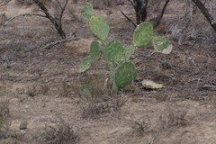 Opuntia