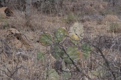 Opuntia
