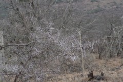 Vachellia karroo