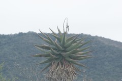 Aloe ferox