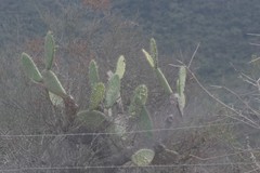 Opuntia ficus-indica