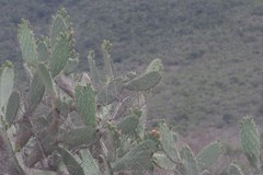 Opuntia ficus-indica