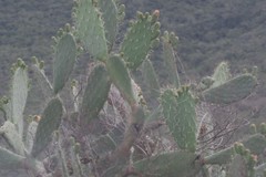 Opuntia ficus-indica
