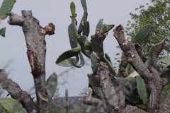 Opuntia ficus-indica