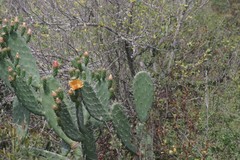 Opuntia ficus-indica