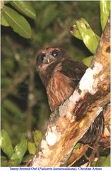 Pulsatrix koeniswaldiana