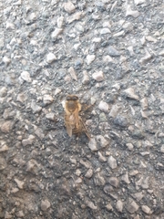 Apis mellifera
