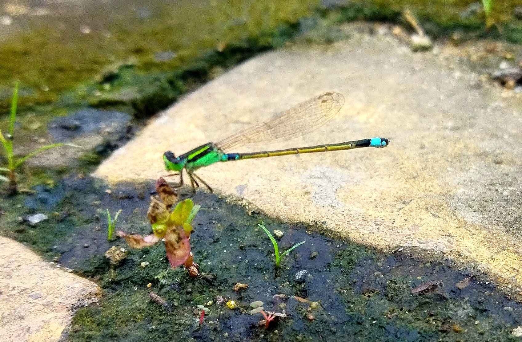 Tropical Bluetail