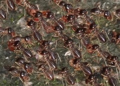 Macrotermes carbonarius