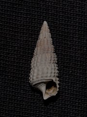 Cacozeliana granarium