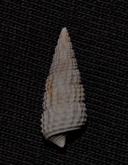 Cacozeliana granarium