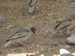 Pseudonigrita arnaudi