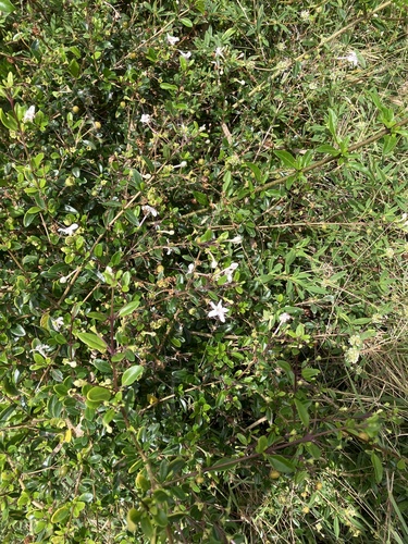 Volkameria aculeata, photograph 5
