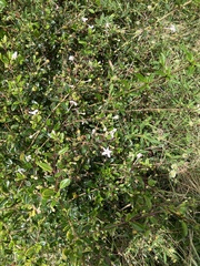Volkameria aculeata, photograph author not stated, no rights reserved