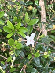 Volkameria aculeata, photograph author not stated, no rights reserved