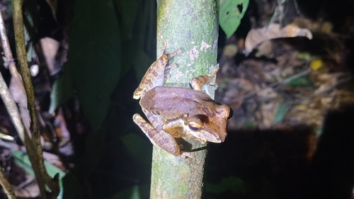 Polypedates macrotis