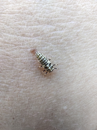 Sospita vigintiguttata
