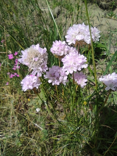 Tall Thrift