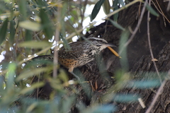 Campylorhynchus brunneicapillus
