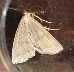 Pechipogo strigilata