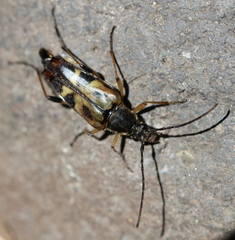 Etorofus obliteratus