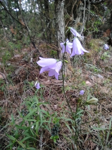 Common Harebell