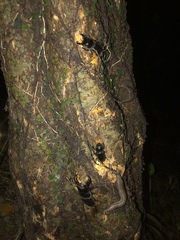 Serrognathus titanus okinawanus